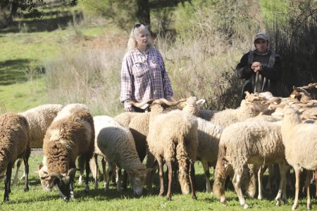 Amor leva mulher francesa à criação de ovelhas Bordaleira Serra da Estrela em Celorico da Beira
