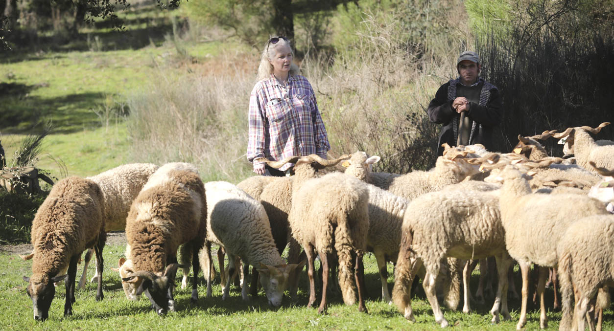 Amor leva mulher francesa à criação de ovelhas Bordaleira Serra da Estrela em Celorico da Beira